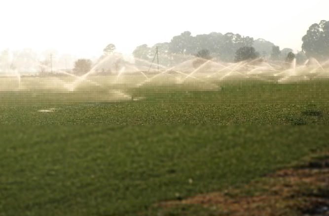 Lush green lawn with an active sprinkler in Alberton