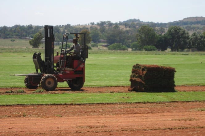 Forklift stacking pallets of freshly cut instant lawn