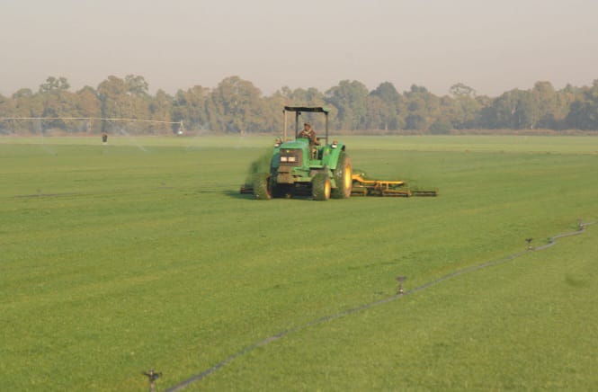 Tractor mowing turf with irrigation sprinklers running in the background